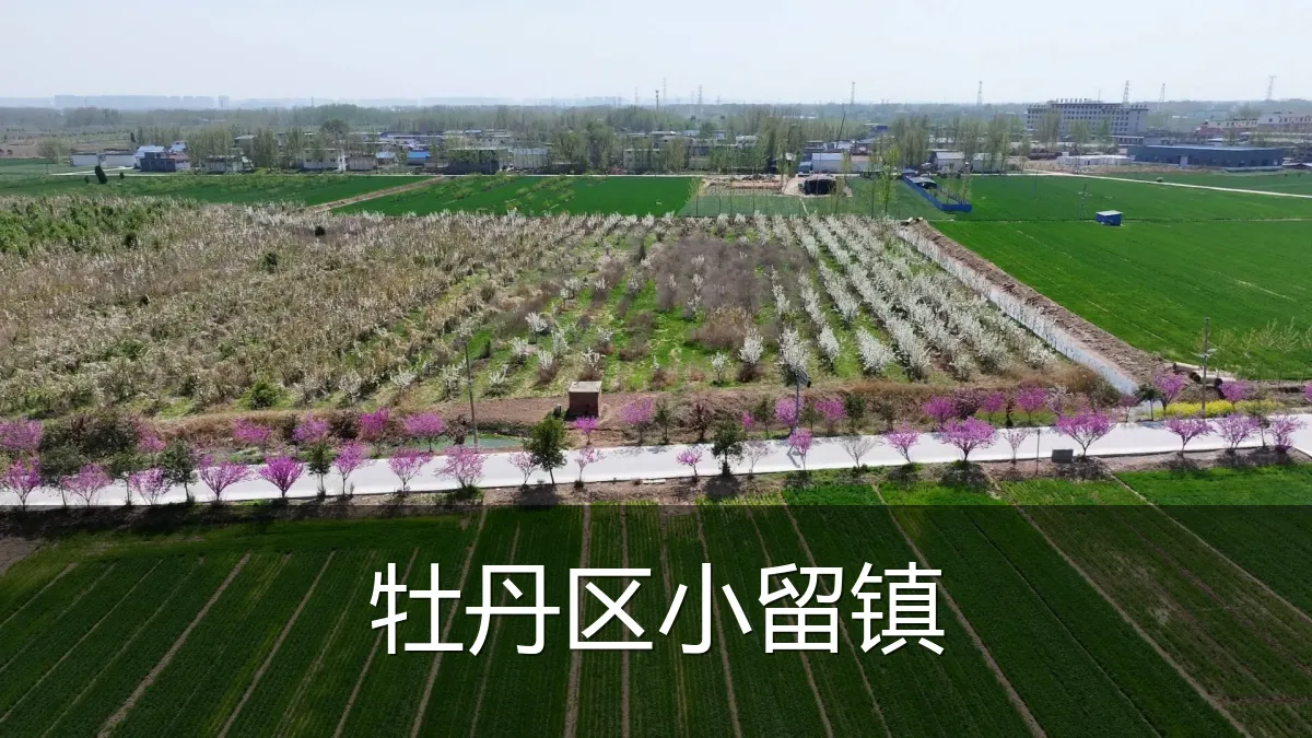 牡丹区小留镇